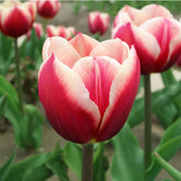 Hectarul - Bulbi de lalele Pole Position, 5 bulbi